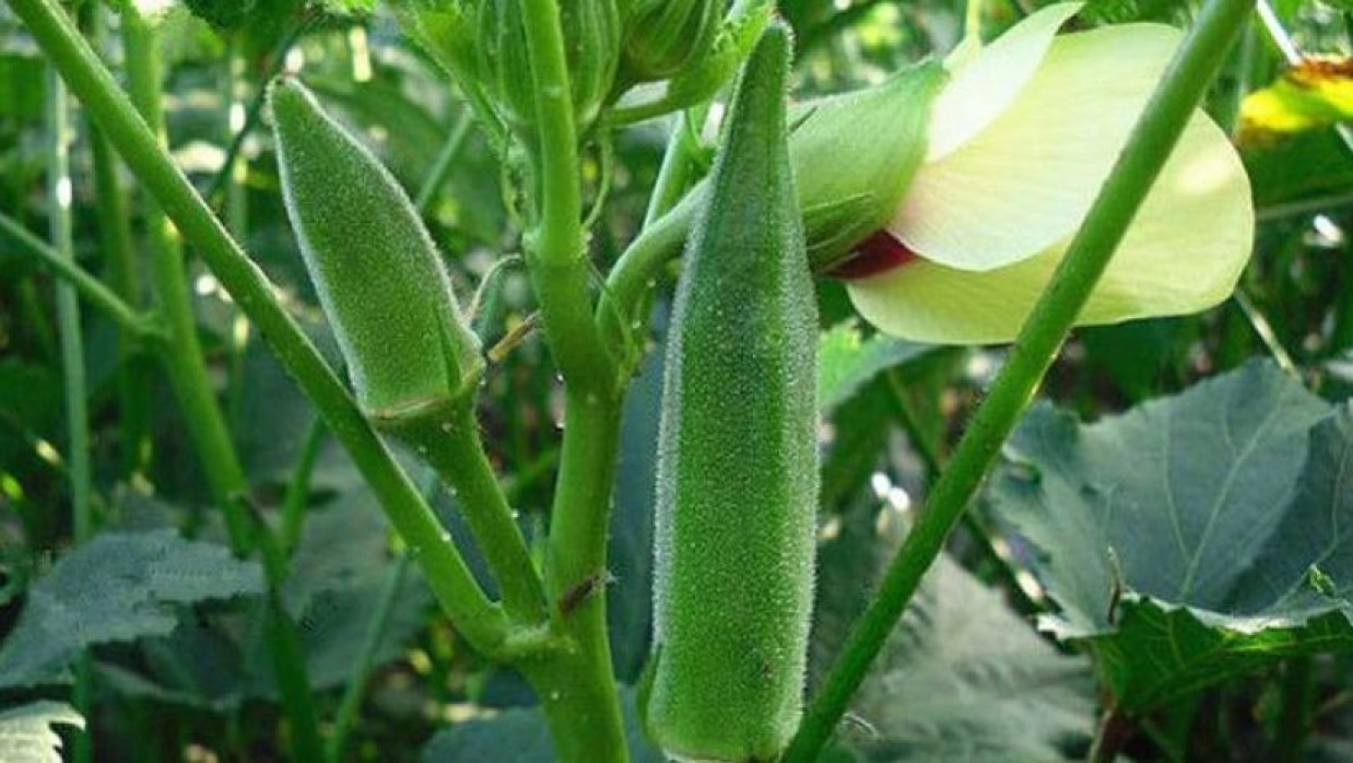 Health Benefits of Drinking Okra Water